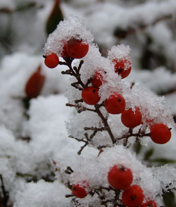 DSCF7652.jpg