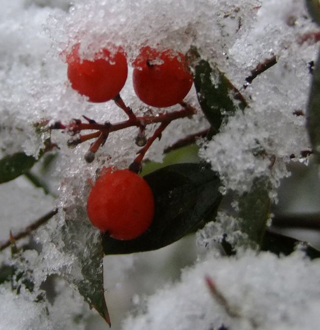DSCF7651.jpg