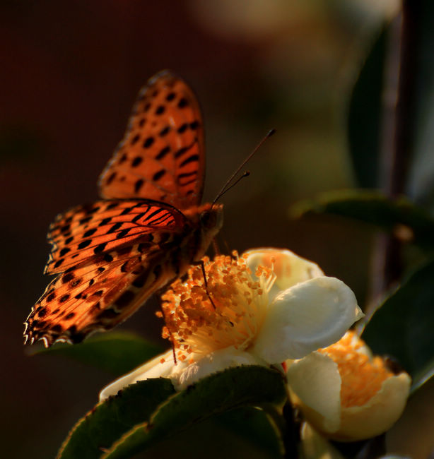 IMG_5633.jpg