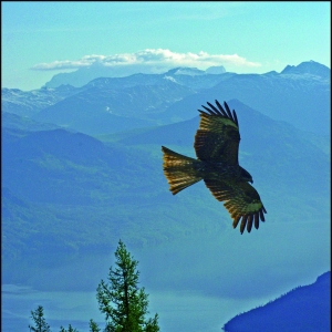 ֮ӥйŻ MARTIN_Jacky-Eagle_from_Xijiang_(China)