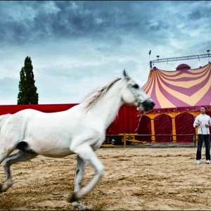 ѱŻ MARTIN_Jacky-Horse-Training_(France)