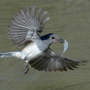 2 IPAȻCheung Koon Nam EFIAPARPSۣGOOD CATCH