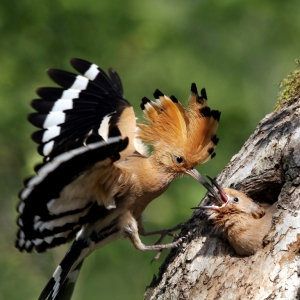 4 IPAȻѫSiklienka RadimirAFIAP˹工ˣDUNK FAMILY