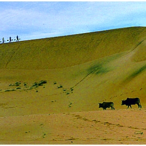 ɳԶ嫺δ 1991꣬Խв